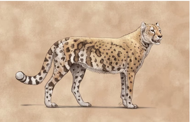 DNA Reveals the Extinct ‘American Cheetah’ Wasn’t Actually a CheetahDNA 分析表明,已经灭绝的“美洲猎豹”实际上并不属于猫科动物。